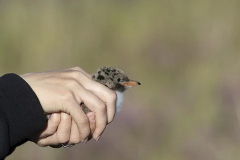 A small chick in the hands of a ornithologist Fotos Stock