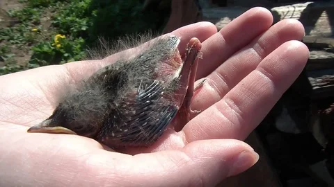 Small chick on the palm Stock Footage 71773449