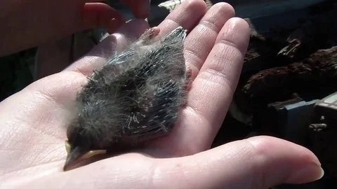 Small chick on the palm Stock Footage 71773517