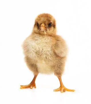Small chick Stock Photos