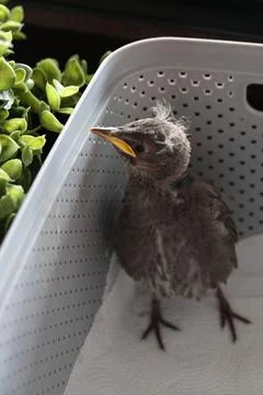 A small chick with ruffled feathers and a distinct yellow beak 스톡 사진