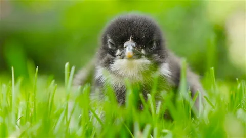 A small chick sits in the grass. Close-up Stock Footage 91445755