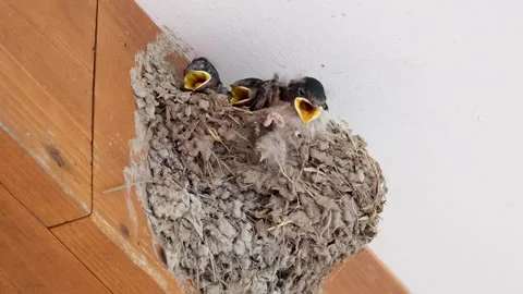 Small chick sparrow nest Stock Footage 247447464