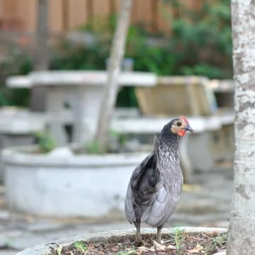Small chick standing on tree pot. Stock Photos