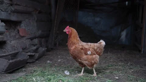 Small chicken with brown feathers walks near dark stall Stock-Footage 135960468