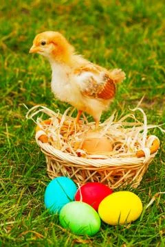 Small chicken with colorful easter eggs Stock Photos