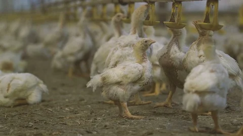 Small chicken drinking water from circular metallic cups in a henhouse Stock Footage 99286328