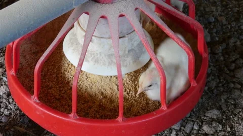 Small chicken eating 库存影片 62417988