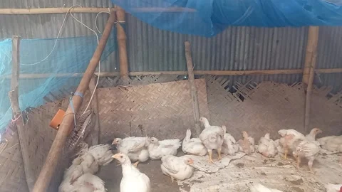 Small Chicken Farm with Many White Chicks in Rural Coop Stock Footage 341074350