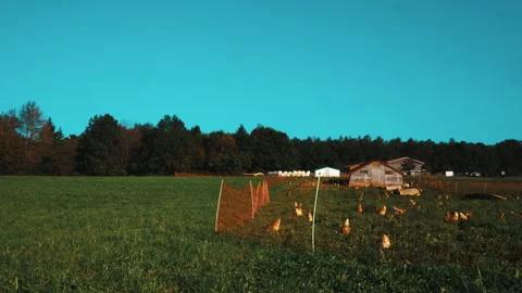 Small chicken farm in nature Stock Footage 202082405