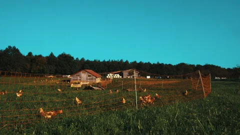 Small chicken farm in nature Stock Footage 202090073