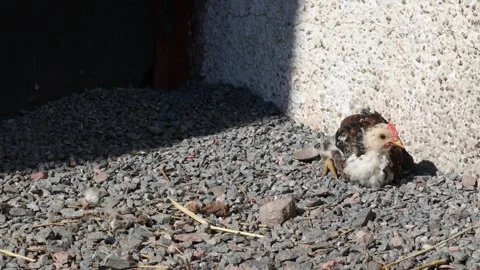 Small chicken. Stock Footage 256106503