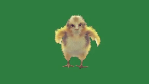 A small chicken on green screen and standing is its hinds figure motion Stock Footage 335697119