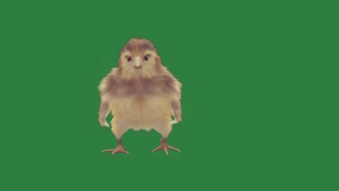 A small chicken on green screen and figure movement gesture design creative Stock Footage 335697217