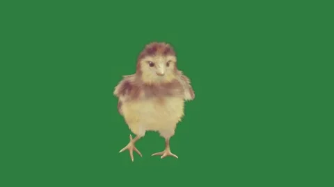 A small chicken on green screen and is dancing bird standing its hinds figure Stock Footage 335987801