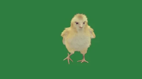 A small chicken on green screen and standing is dancing its hinds against Stock Footage 335987821