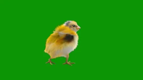 Small chicken green screen yellow bird standing flying animated chromakey Stock Footage 314068037