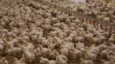 Small chicken in hatchery Stock Footage 107229603