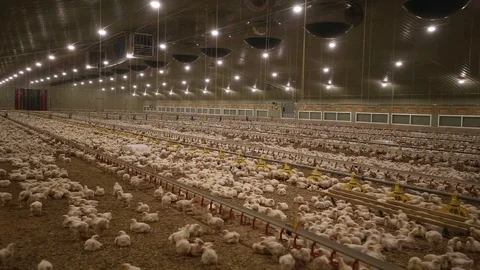 Small chicken in hatchery Stock Footage 107229748