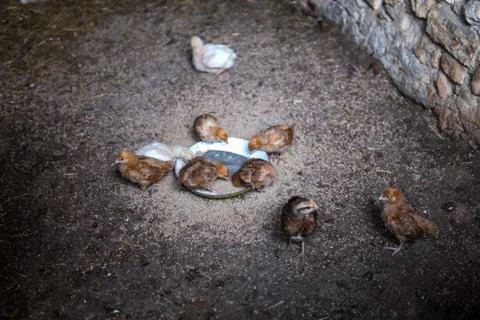 Small chicken in a hen house Foto stock