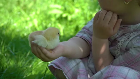 Small chicken in his hands Video stock 171748681