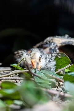 Small Chicken Looking Curious in Sunlight. Tiny Chick Exploring the Wild Gard Stock Photos