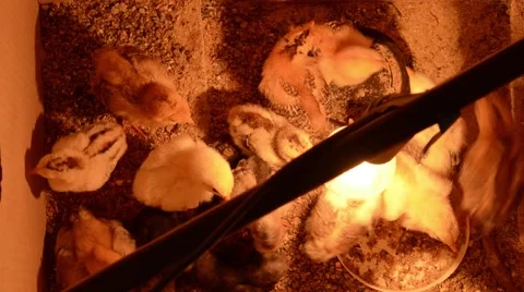 Small chicken making sounds in a box. Stock Footage 49786950