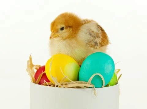 Small chicken sitting in a box Stock Photos