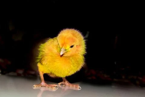 A small chicken standing curious with blackbackground. Stock Photos