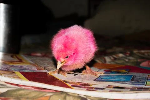 A small chicken standing curious with blackbackground. Stock Photos