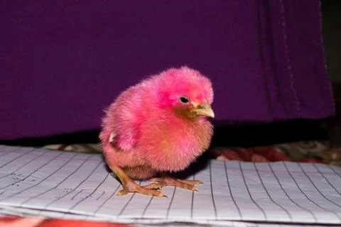 A small chicken standing curious with blackbackground. Stock Photos