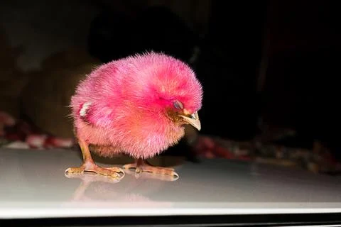 A small chicken standing curious with blackbackground. Stock Photos