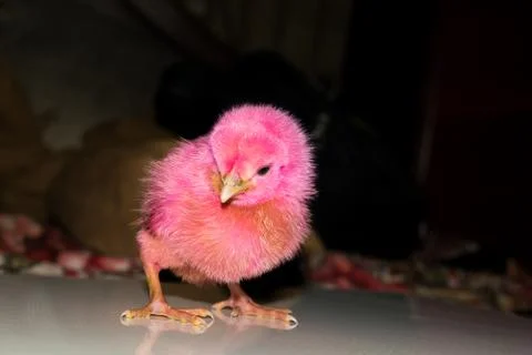 A small chicken standing curious with blackbackground. Stock Photos