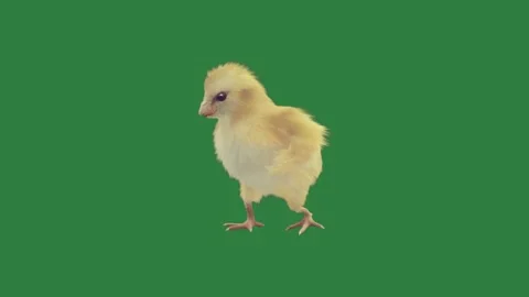 Small chicken on standing its hinds figure cartoonish Stock Footage 335993606
