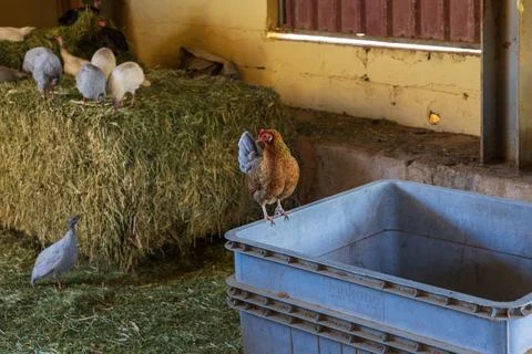 Small chicken standing on a plastic container near hay bales with birds Fotos Stock