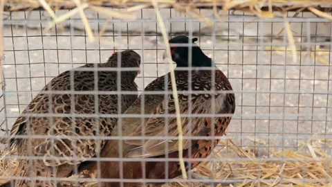 Small chicken staring in cage on farm Stockbeeldmateriaal 73200084