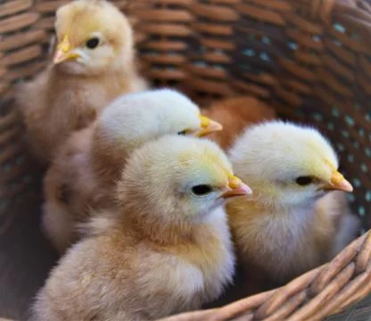 Small chickens in a basket Stock Photos