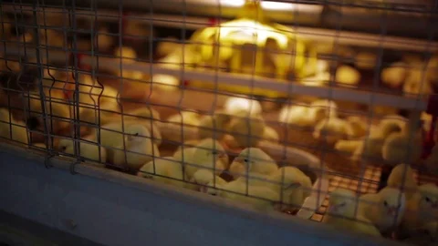 Small chickens in cage 스톡 동영상 70611470