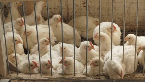 Small chickens in cage Stock Footage 90428643