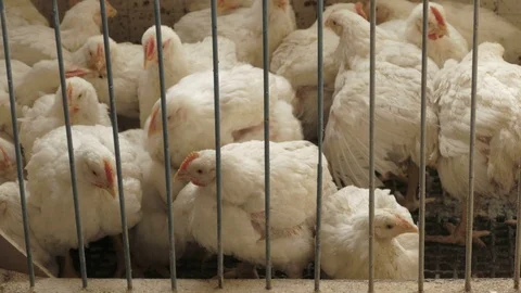 Small chickens in cage Stock Footage 90428663