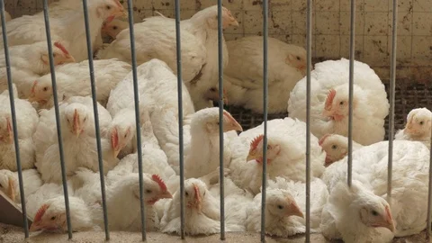 Small chickens in cage 動画素材 90428681