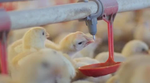 Small chickens drinking water closeup Video stock 62414582