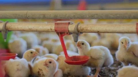 Small chickens drinking water 库存影片 62415041