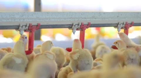 Small chickens drinking water 库存影片 62415620