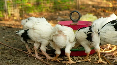 Small Chickens eat grain from the feeder, summer day, home farm Stock Footage 167992629