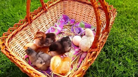 Small chickens in a green grass in a basket 库存影片 84249511
