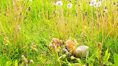 Small chickens in a green grass 库存影片 49912213