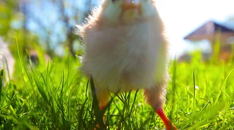 Small chickens in a green grass Stock Footage 49912235