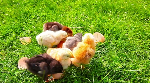 Small chickens in a green grass Stock Footage 49912259