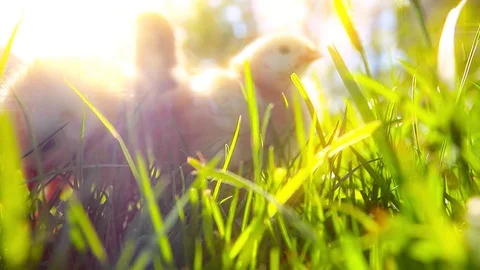 Small chickens in a green grass Stock Footage 105883478